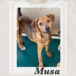 Thumbnail photo of Musa #2