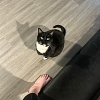 adopt a pet