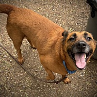 adopt a pet