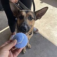 adopt a pet