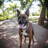 adopt a pet