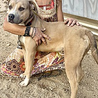 adopt a pet
