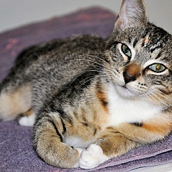 Thumbnail photo of MAXI (spayed calico kitten) #1