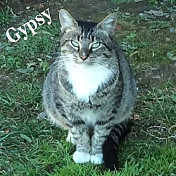 Thumbnail photo of Gypsy #1