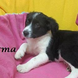 Thumbnail photo of Carma #2