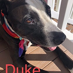 Photo of Duke Wags