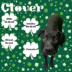 Thumbnail photo of D-Clover #1