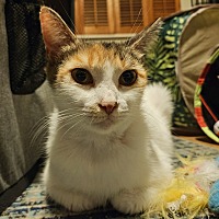 adopt a pet