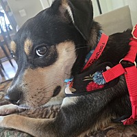 adopt a pet