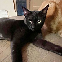 adopt a pet