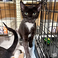 adopt a pet