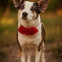 adopt-pet