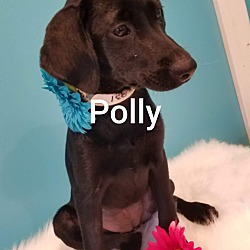 Thumbnail photo of Polly #3