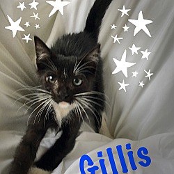 Thumbnail photo of Gillis #1