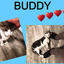 Thumbnail photo of Buddy-Adoption Pending #4