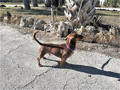 Tavares, FL Dachshund. Meet Brownie a Pet for Adoption.
