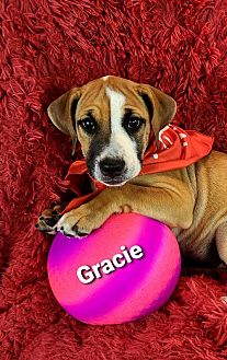 dog frisbee petsmart