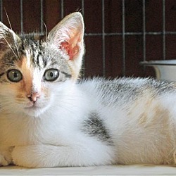 Thumbnail photo of Siamese Mixed Kittens #3