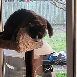 Photo of Henry
