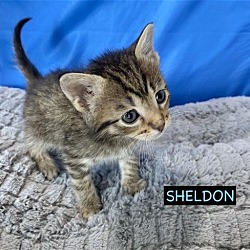 Photo of CAT-Sheldon