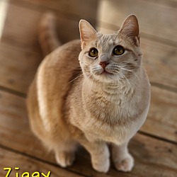 Thumbnail photo of Ziggy #1