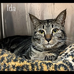 Thumbnail photo of IDA #2