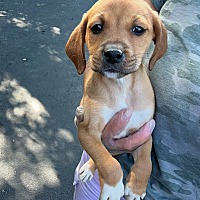 adopt a pet