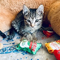 adopt a pet