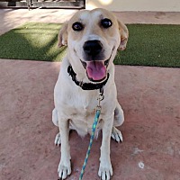 adopt-pet