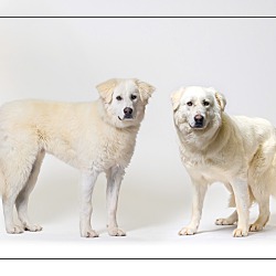 bonded pet photo