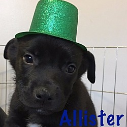 Thumbnail photo of Allister-Adopted! #3