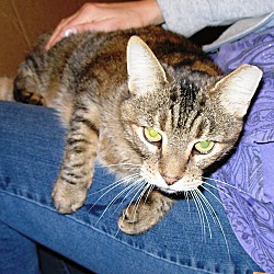 Thumbnail photo of Miss Katie the Lap Cat #2
