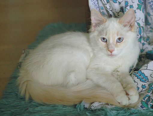 ragdoll rescue sc