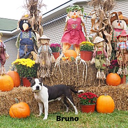 Photo of Bruno