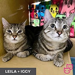 Thumbnail photo of Iggy (bonded with Leila) #4