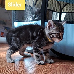 Thumbnail photo of Slider #2