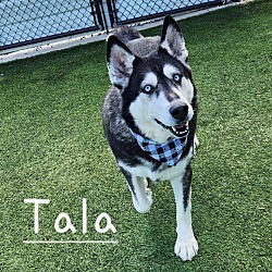 Thumbnail photo of Tala #1