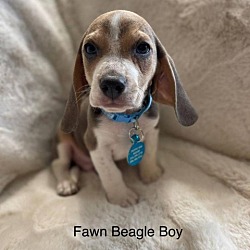 Photo of Hunter -Fawn Beagle