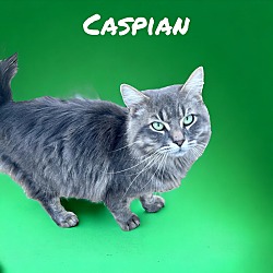 Photo of Caspian