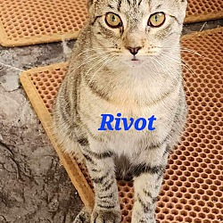 Thumbnail photo of Rivot #1