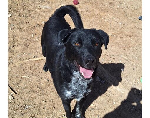 Albuquerque, NM - Labrador Retriever. Meet ELF a Pet for Adoption ...