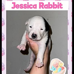 Thumbnail photo of JESSICA RABBIT #1