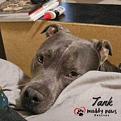 Thumbnail photo of Tank (Courtesy Post) #2