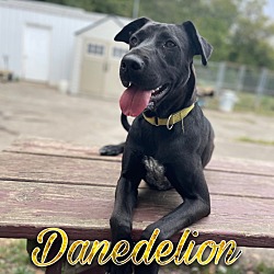 Thumbnail photo of Danedelion #1