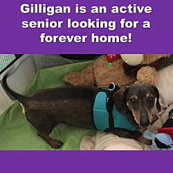 Thumbnail photo of Gilligan #3