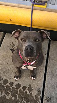 Available Pets | Alaska Bully Rescue