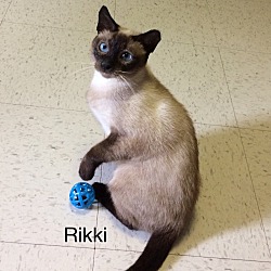 Photo of Rikki