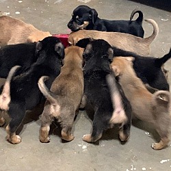 Photo of PUPPIES 10 IN A LITTER