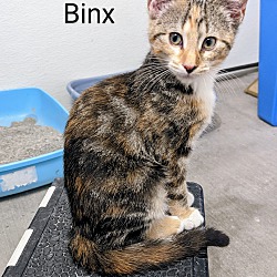 Photo of Binx