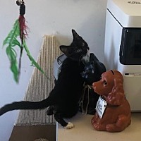adopt a pet